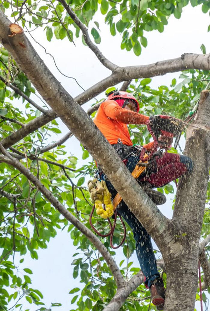 Timberline Tree Service & Landscaping - Morganton, NC
