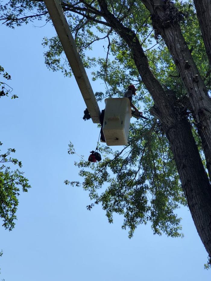 Timberline Tree Service & Landscaping - Morganton, NC