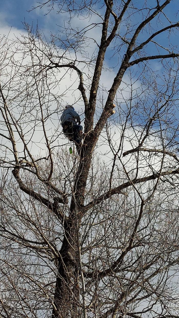 Timberline Tree Service & Landscaping - Morganton, NC