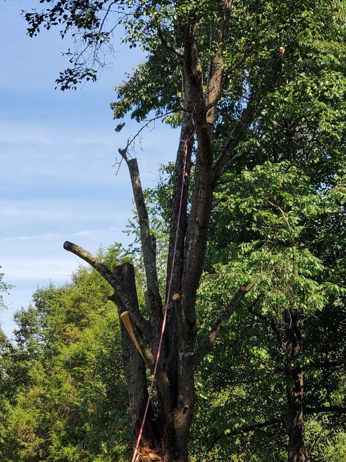 Timberline Tree Service & Landscaping - Morganton, NC