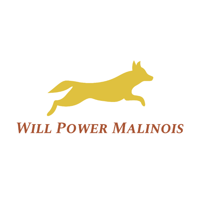 Will Power Malinois - Milltown, IN