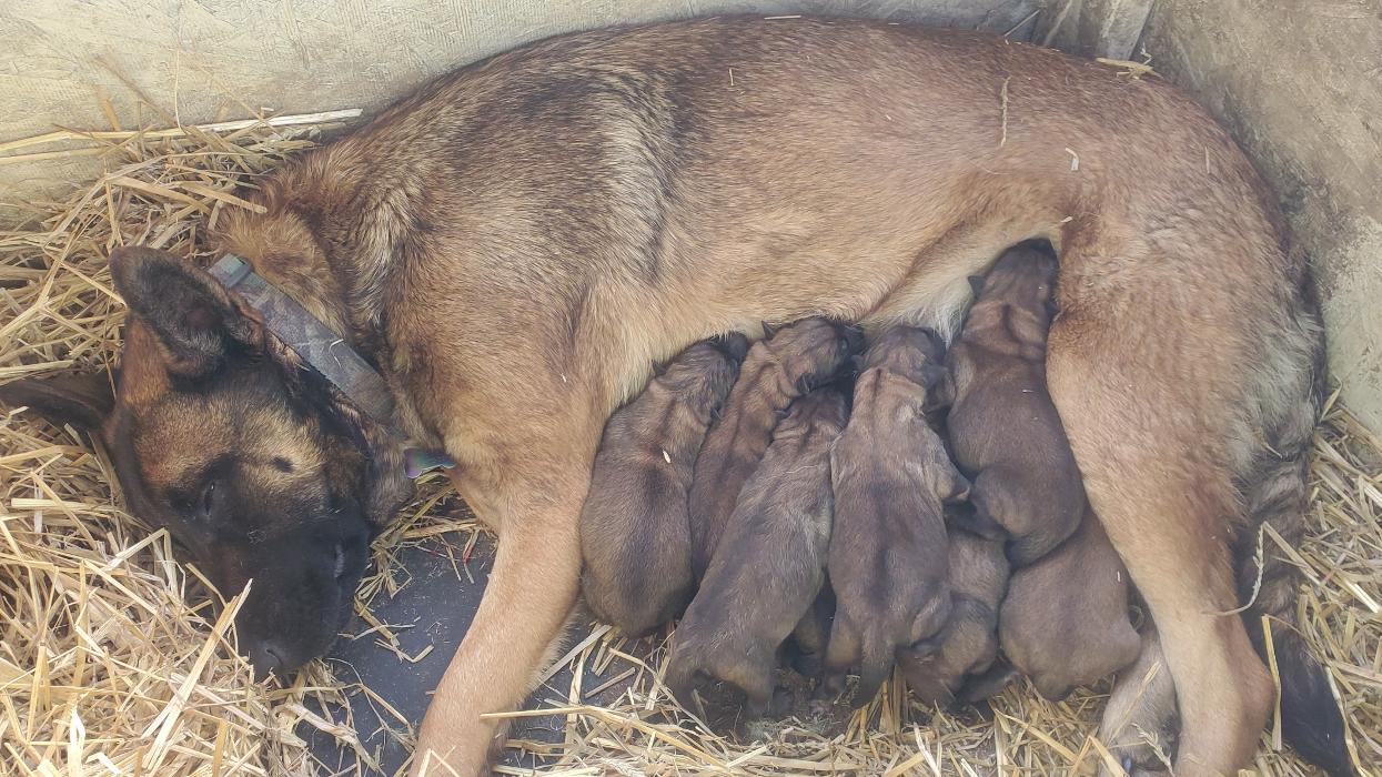 Will Power Malinois - Milltown, IN
