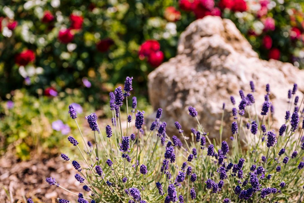 Gartenform, Oberböhl in Ingelheim am Rhein