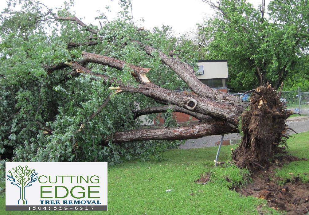 Cutting Edge Tree and Lawn - Metairie, LA