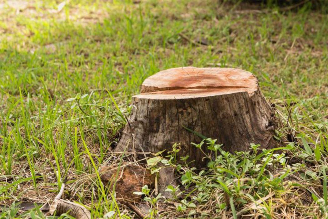 Cutting Edge Tree and Lawn - Metairie, LA