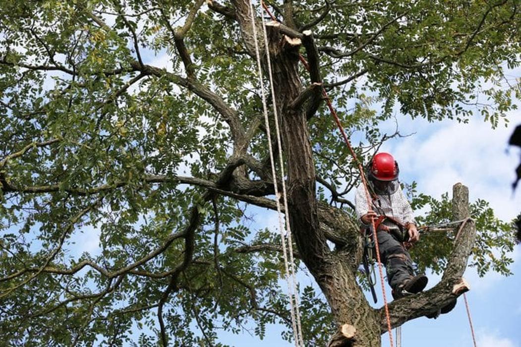 Cutting Edge Tree and Lawn - Metairie, LA