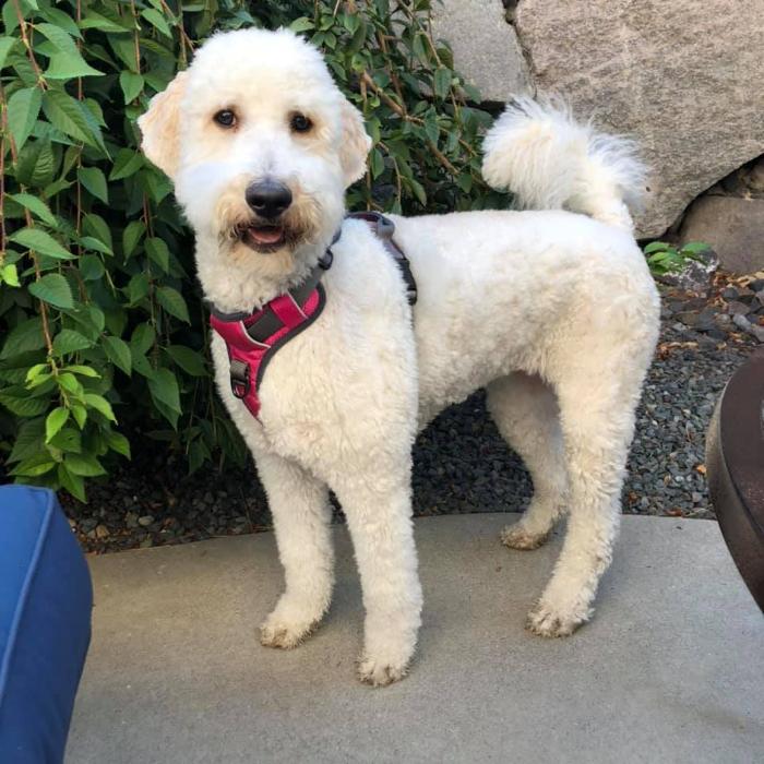 Kersey Doodles Image