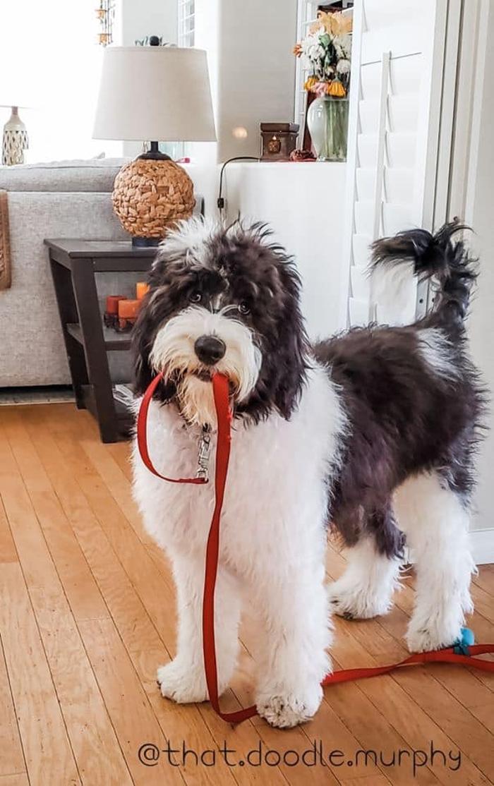 Kersey Doodles Image