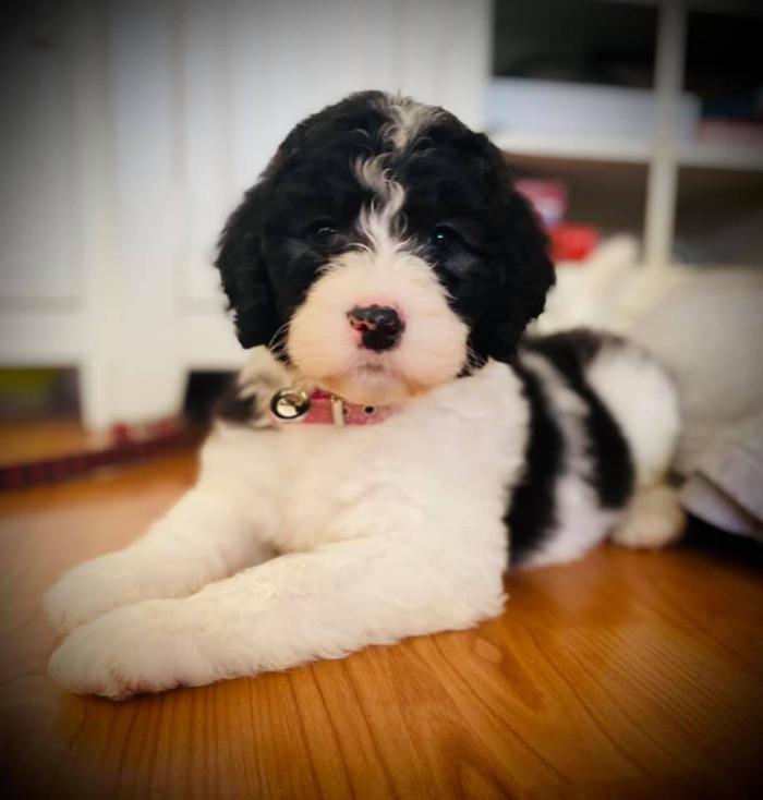 Kersey Doodles Image