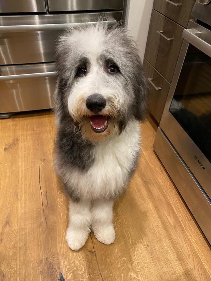 Kersey Doodles Image