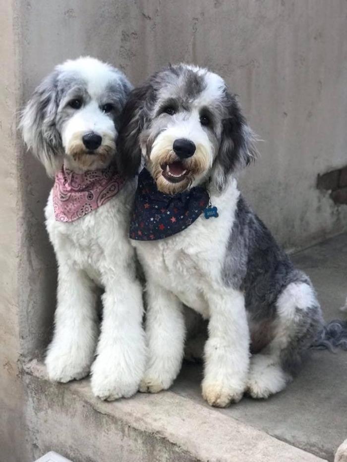 Kersey Doodles Image