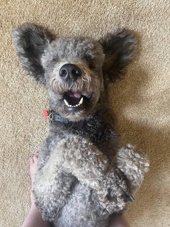 Kersey Doodles Image