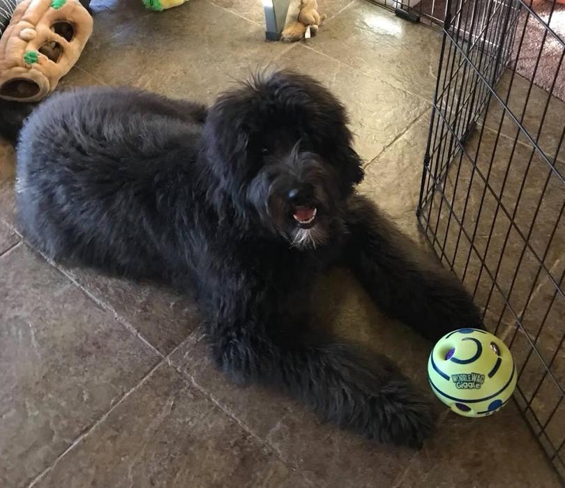 Kersey Doodles Image