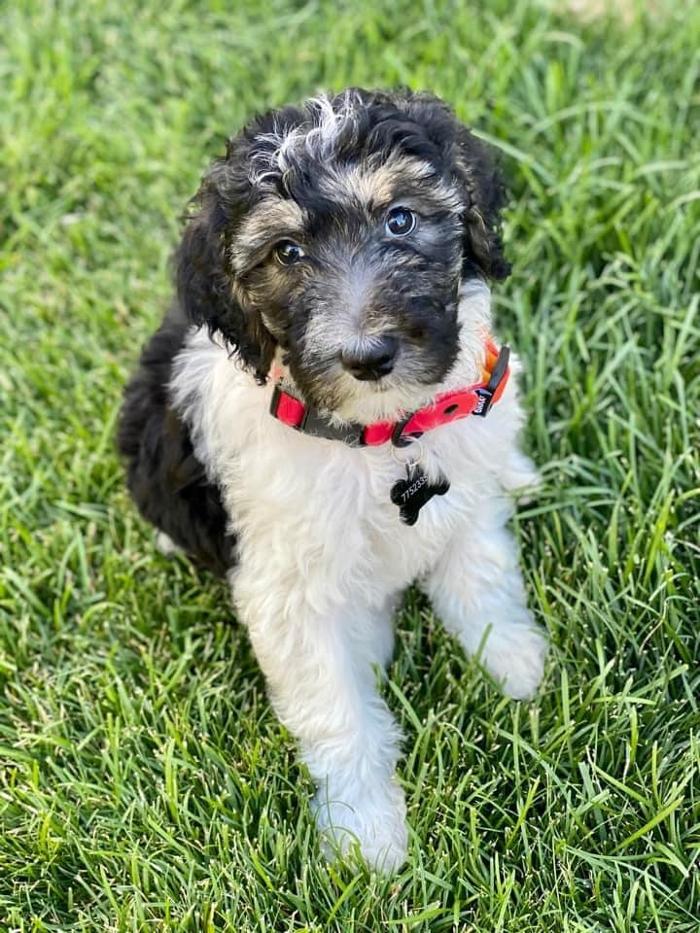 Kersey Doodles Image