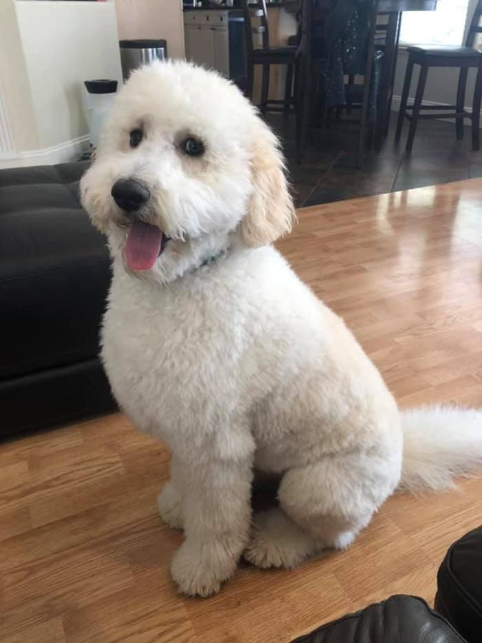 Kersey Doodles Image