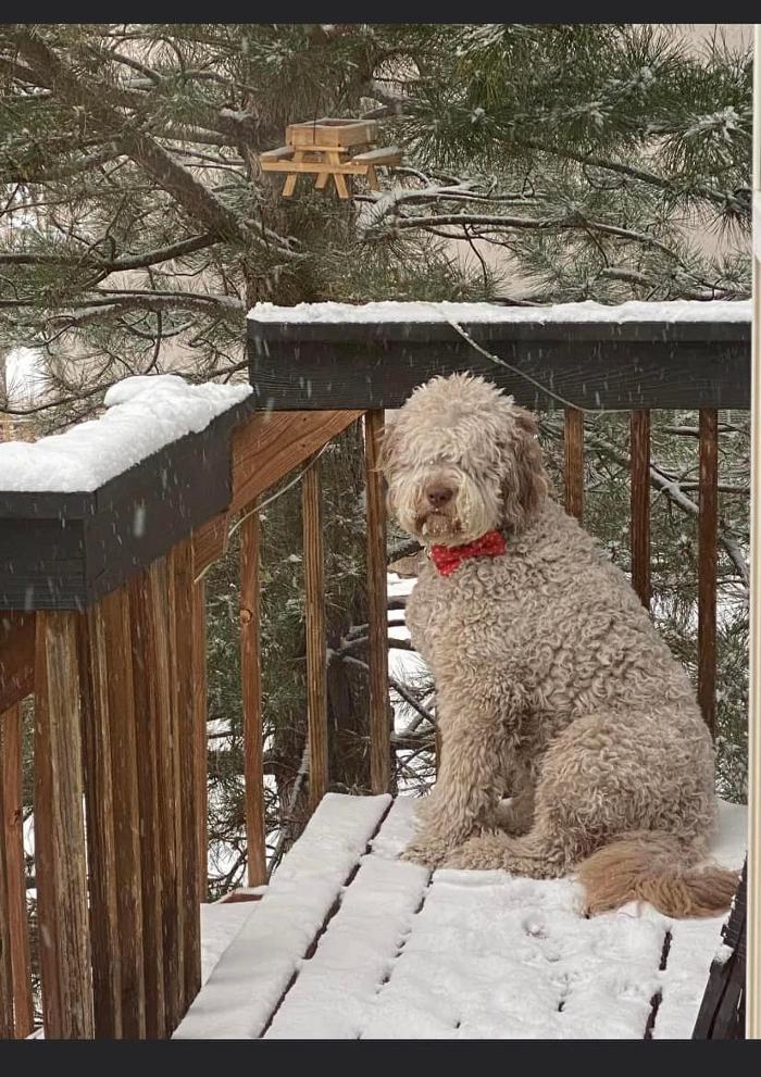 Kersey Doodles Image