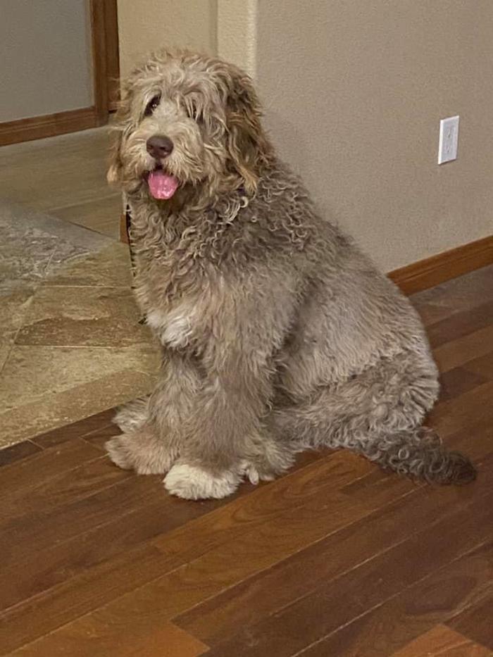 Kersey Doodles Image