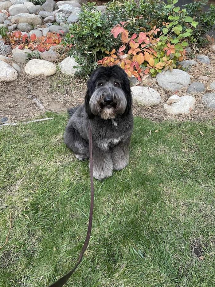 Kersey Doodles Image