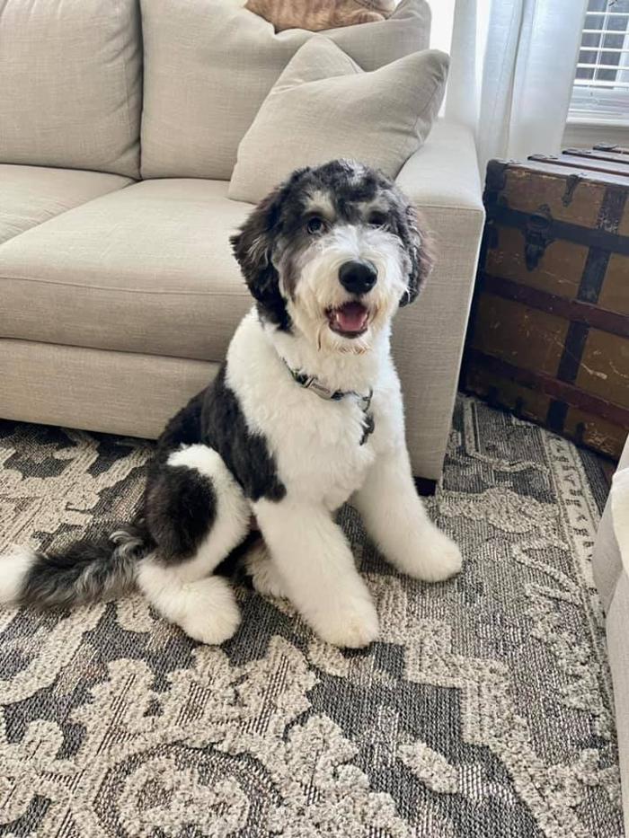 Kersey Doodles Image