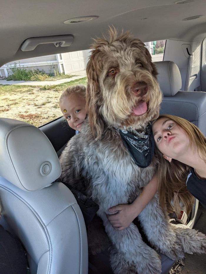 Kersey Doodles Image