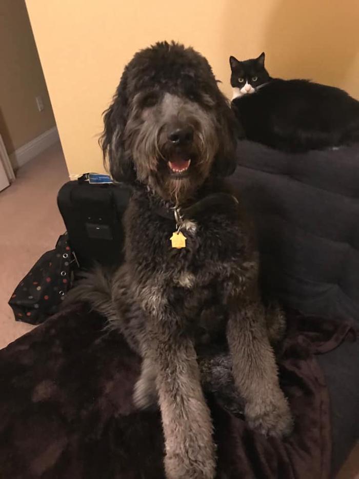 Kersey Doodles Image