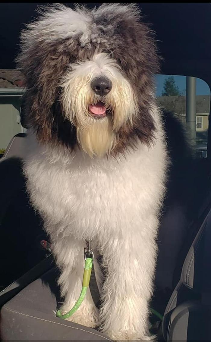 Kersey Doodles Image