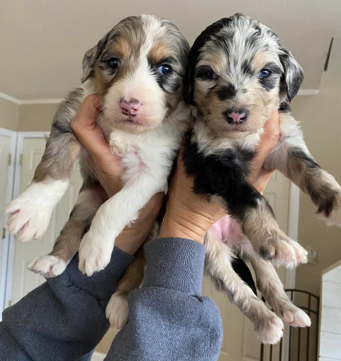 Kersey Doodles Image