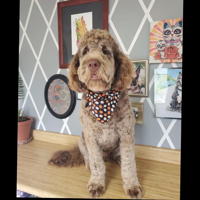 Kersey Doodles Image