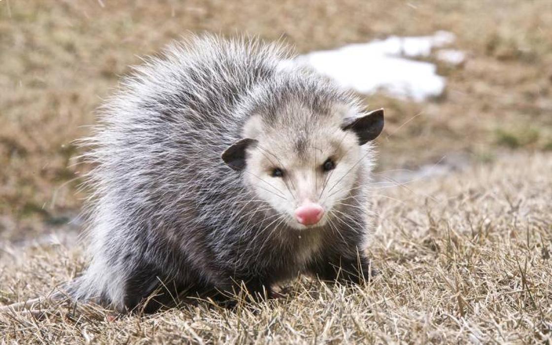 Those Pest Solutions LLC - Hesston, KS