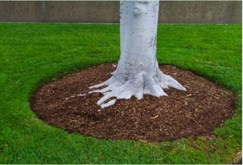CLOSED - B&L Tree and Lawn Services - Kansas City, KS