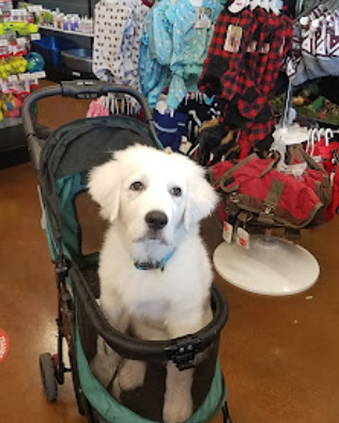My Pet Market