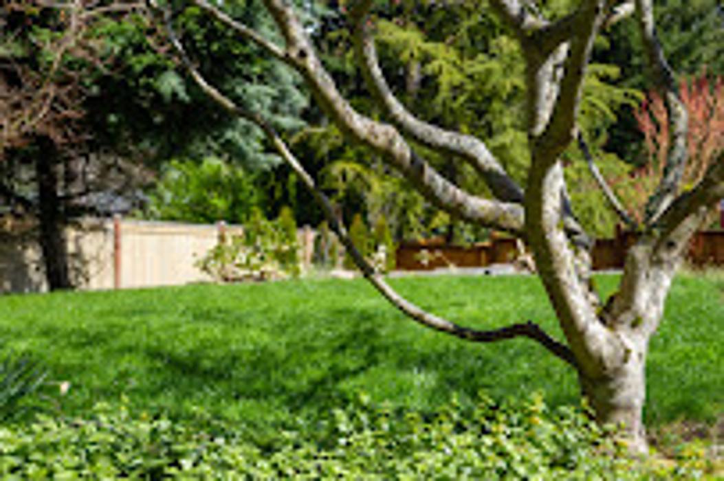 Bullinger Tree Service - Mandan, ND