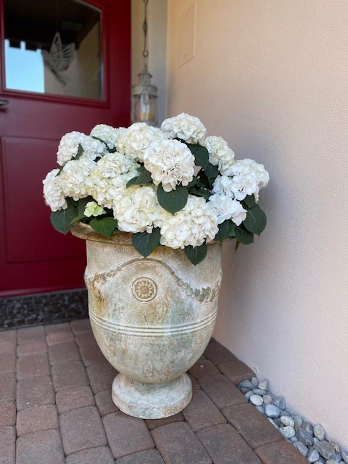 petite fleur gmbh, Spitalgasse in Bern