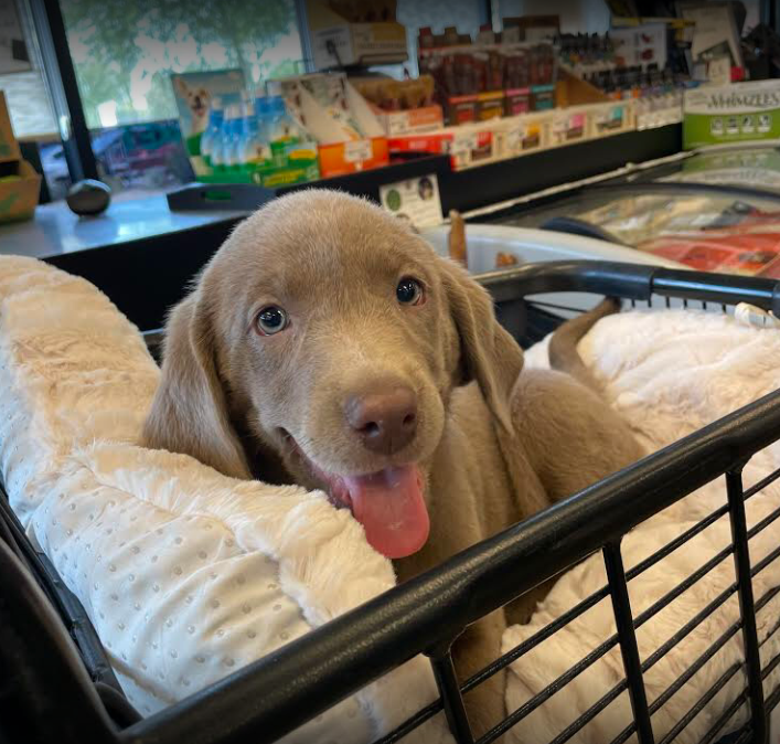 My Pet Market