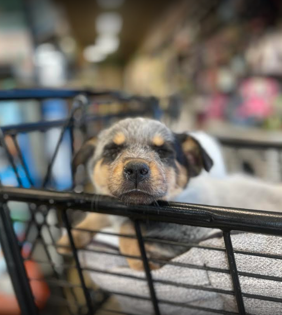 My Pet Market
