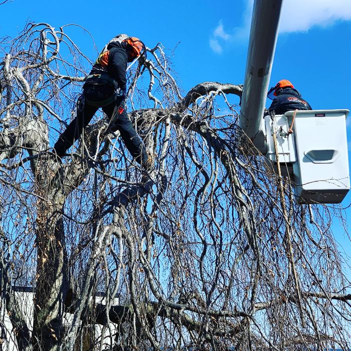 Climbers Tree Care Specialist, Inc., 188 Springs Fireplace Rd, East