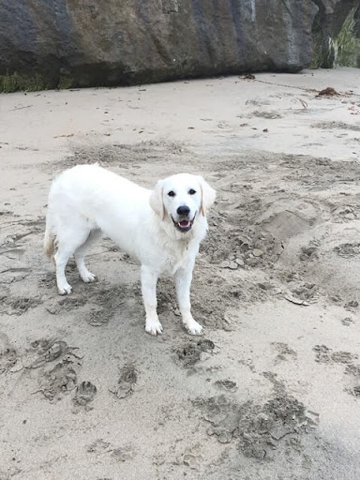 Animal Internal Medicine Consultants - Aptos, CA