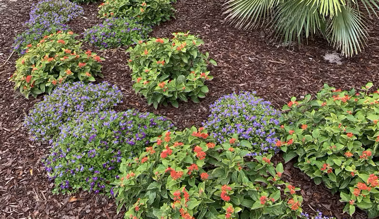 B and M Landscaping And Property Preservation LLC - Newark, OH