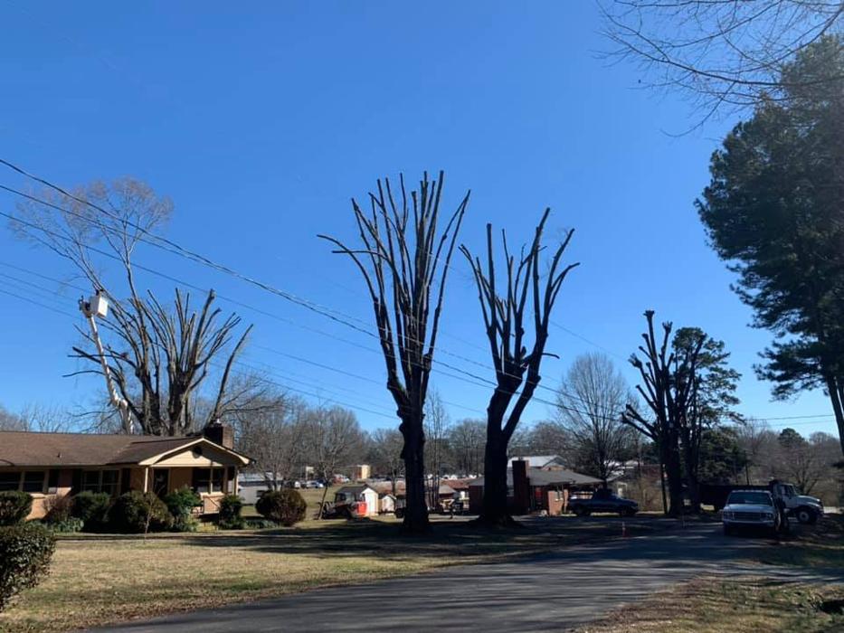 Woody's Tree Service - Stanfield, NC
