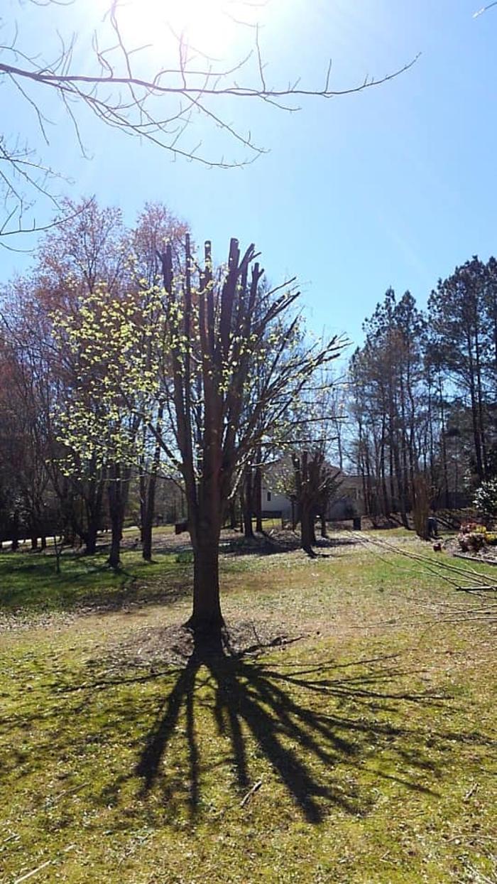 Woody's Tree Service - Stanfield, NC