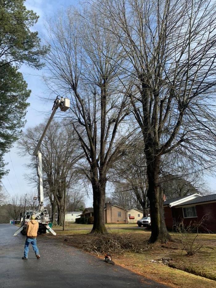 Woody's Tree Service - Stanfield, NC
