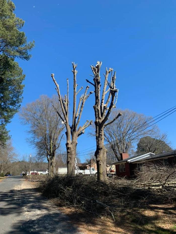 Woody's Tree Service - Stanfield, NC