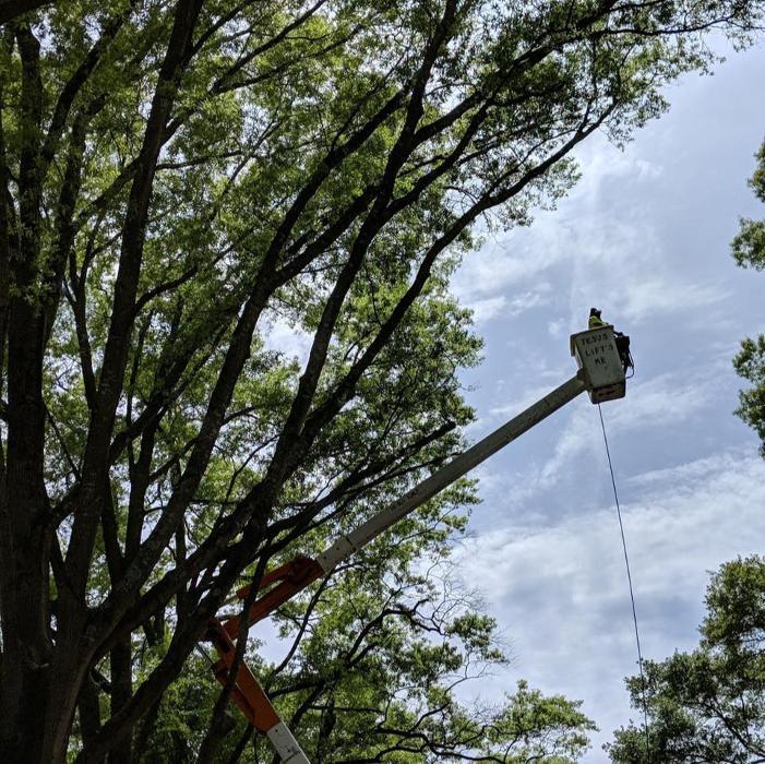 Woody's Tree Service - Stanfield, NC