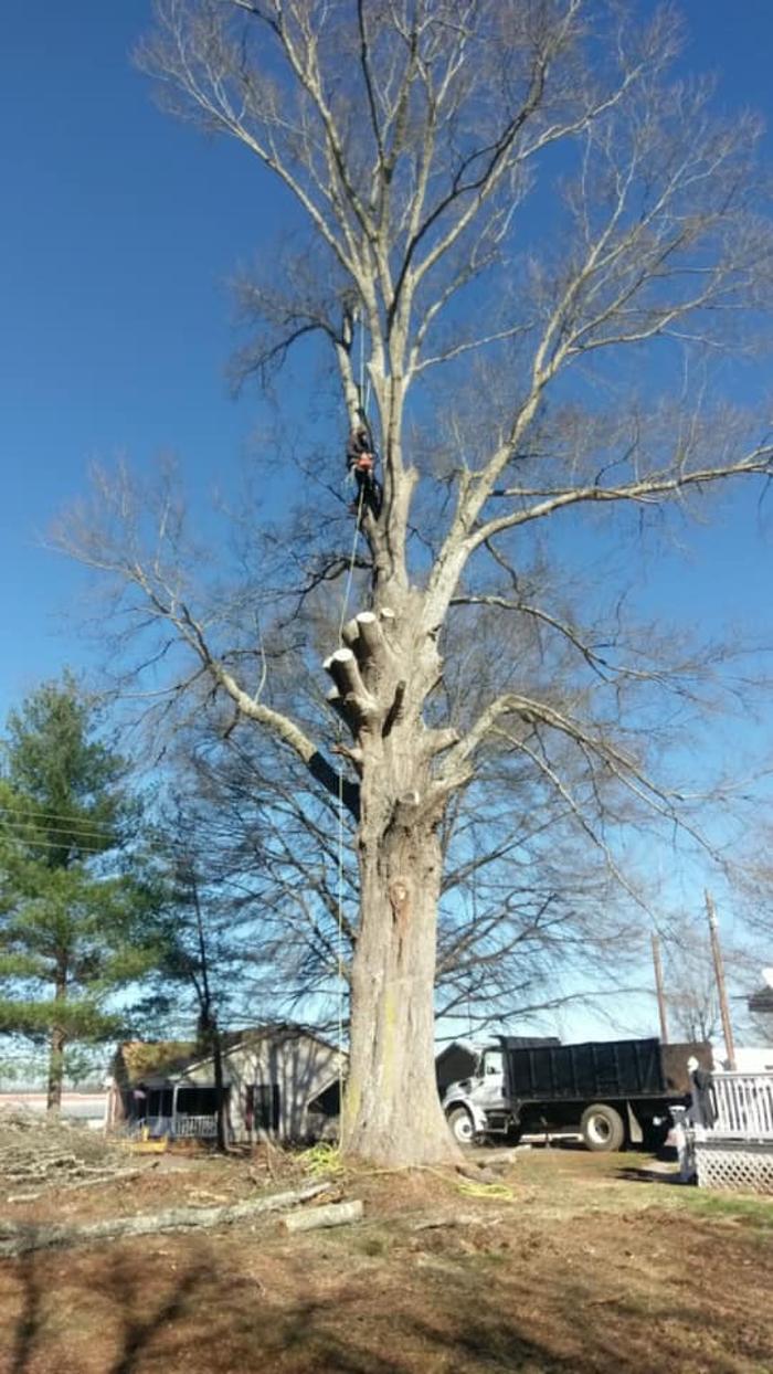 Woody's Tree Service - Stanfield, NC