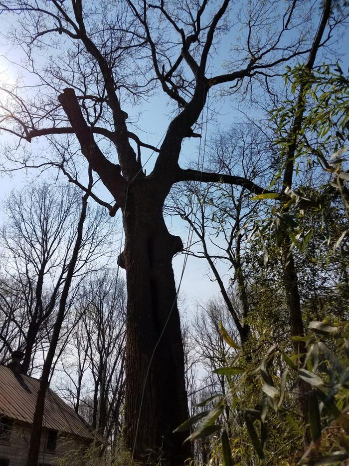 Woody's Tree Service - Stanfield, NC