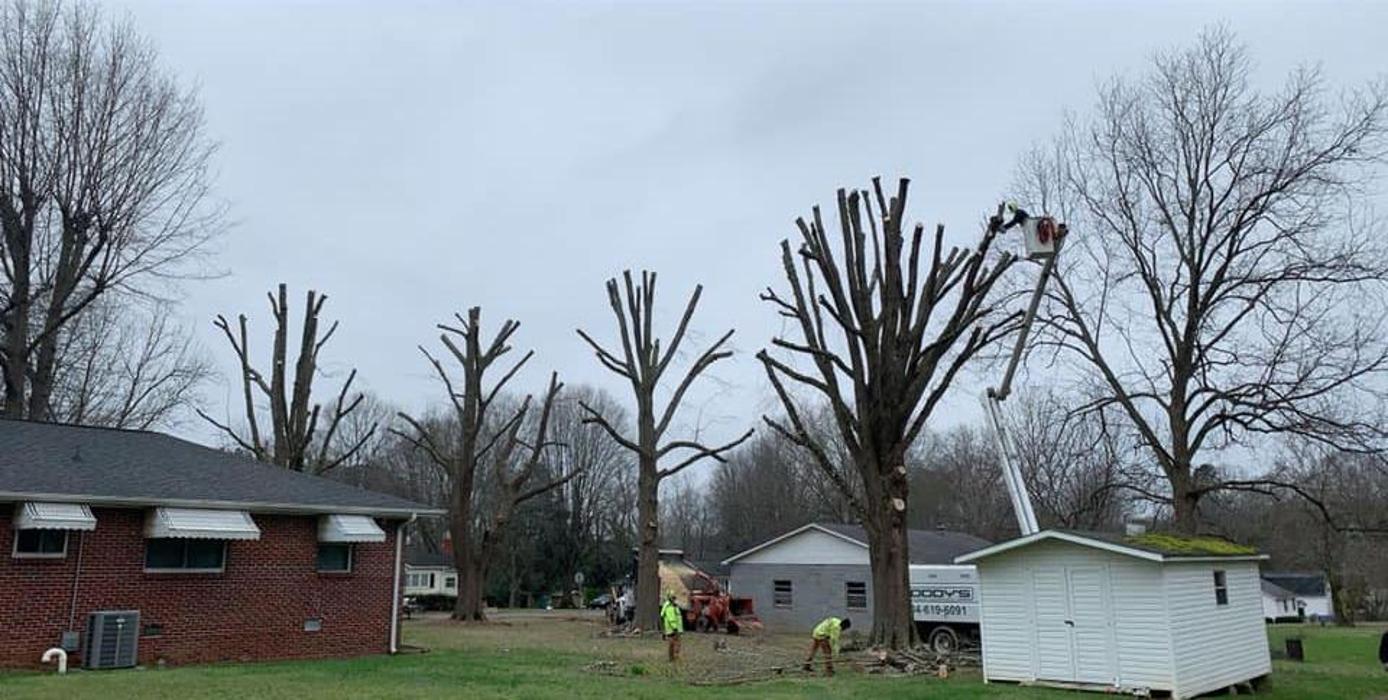 Woody's Tree Service - Stanfield, NC