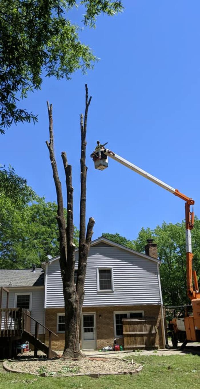 Woody's Tree Service - Stanfield, NC