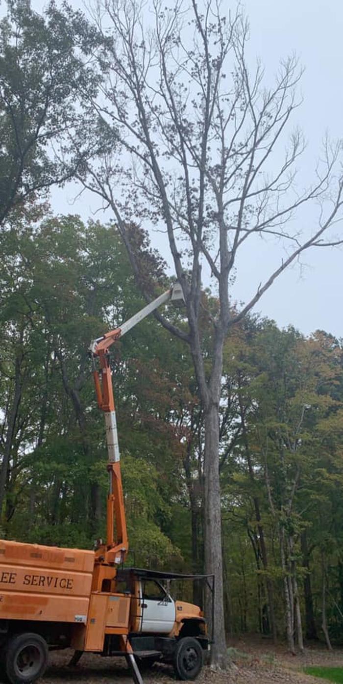 Woody's Tree Service - Stanfield, NC