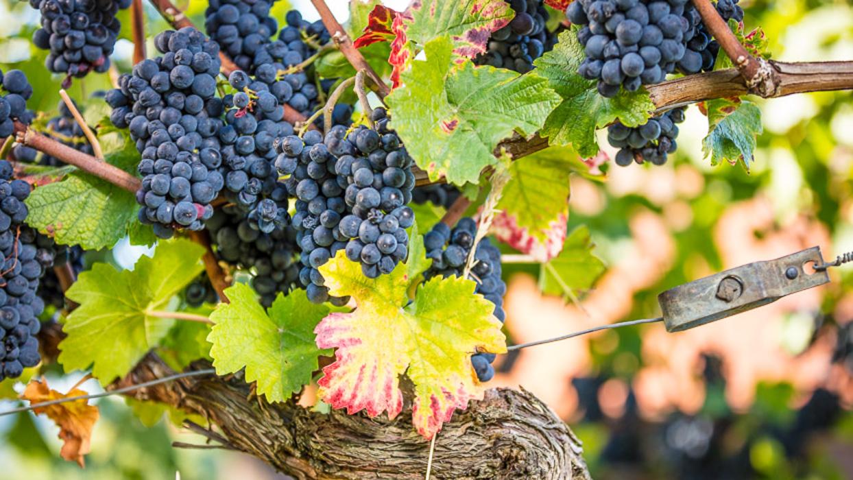 ZG Raiffeisen Agrar-Niederlassung und Getreidesilo, Im Sulzfeld in Stühlingen