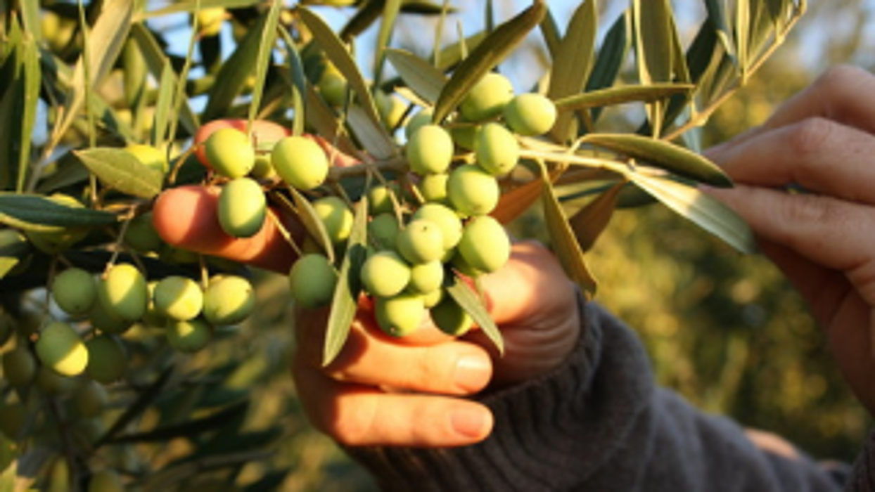 Paducah Olive Oil Co. - Paducah, KY